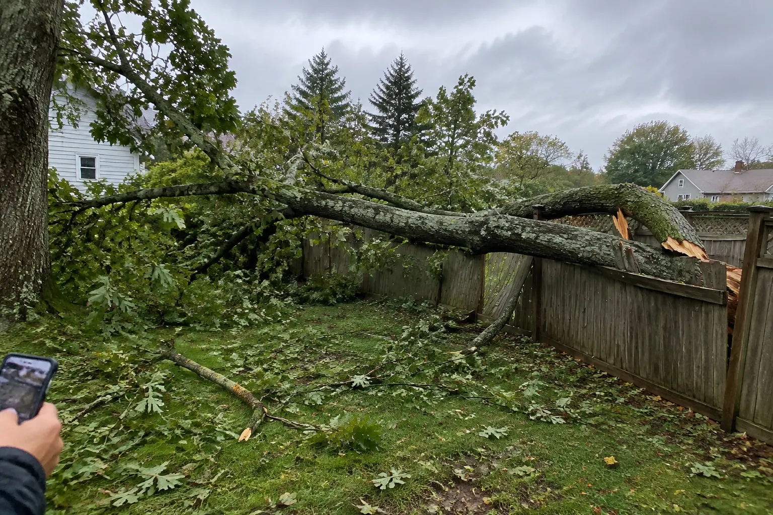 Large oak limb fallen across a backyard fence after a storm, a homeowner photographing it with a phone